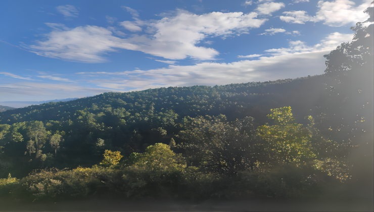 云南鶴慶華君林權